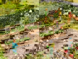 Zeige Details für Noch 14025 Frühbeete mit Salat H0 Bild von Noch 14025 Frühbeete mit Salat H0