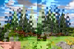 Zeige Details für Faller 181542 H0, TT 15 Tannen, groß Bild von Faller 181542 H0, TT 15 Tannen, groß