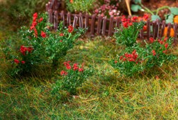 Zeige Details für Faller 181281 H0 26 Rosen Bild von Faller 181281 H0 26 Rosen