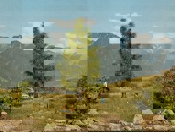 Zeige Details für Noch 21816 HO/TT/N Fichte, 14,5cm Bild von Noch 21816 HO/TT/N Fichte, 14,5cm