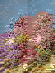 Zeige Details für Silhouette 25317 H0 Rhododendron, rosa Bild von Silhouette 25317 H0 Rhododendron, rosa