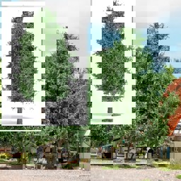 Show details for Busch 3722 Baum 115 mm, Sommer H0 Picture of Busch 3722 Baum 115 mm, Sommer H0