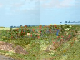 Zeige Details für Heki 19125 H0-TT-N 10 Rosenhecken und Büsche 0,7-3cm Bild von Heki 19125 H0-TT-N 10 Rosenhecken und Büsche 0,7-3cm