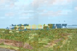 Zeige Details für Heki 19135 H0-TT Spalierobst, 36 Stück ca.2,5cm inklusive Spannpfosten Bild von Heki 19135 H0-TT Spalierobst, 36 Stück ca.2,5cm inklusive Spannpfosten