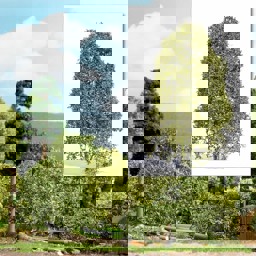 Zeige Details für Busch 3586 Filigranbusch Frühling H0 Bild von Busch 3586 Filigranbusch Frühling H0
