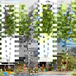 Show details for Busch 6797 Doppelstammbirke H0 Picture of Busch 6797 Doppelstammbirke H0