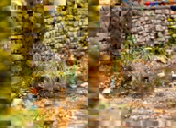 Zeige Details für Faller 181287 H0 22 Schilfpflanzen Bild von Faller 181287 H0 22 Schilfpflanzen