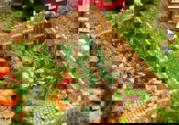 Zeige Details für Faller 181288 H0 20 Lauchpflanzen Bild von Faller 181288 H0 20 Lauchpflanzen