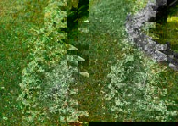 Zeige Details für Faller 181619 H0 Blätterfoliage, mittelgrün Bild von Faller 181619 H0 Blätterfoliage, mittelgrün