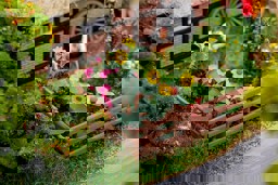 Zeige Details für Faller 181289 H0 Blumen im Vorgarten Bild von Faller 181289 H0 Blumen im Vorgarten