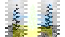 Zeige Details für Noch 20193 Fichte 15 cm hoch Bild von Noch 20193 Fichte 15 cm hoch