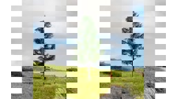 Zeige Details für Noch 20195 Hochstammfichte 14 cm hoch Bild von Noch 20195 Hochstammfichte 14 cm hoch