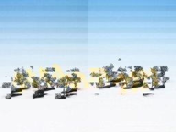 Zeige Details für Noch 21532 H0/TT Plantagenbäume m.Äpfeln Bild von Noch 21532 H0/TT Plantagenbäume m.Äpfeln